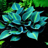 Egrow,Hosta,Flower,Seeds,Garden,Perennials,Ornamental,Shade,Hosta,Plants,Seeds