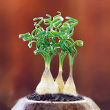 Egrow,Sprial,Grass,Seeds,Green,Succulents,Plants,Garden,Bonsai,Potted,Flower