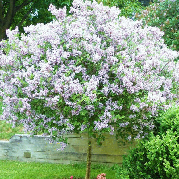 Egrow,White,Japanese,Lilac,Seeds,White,Japanese,Lilac,Bonsai,Extremely,Fragrant,Clove,Flower,Bonsai,Garden