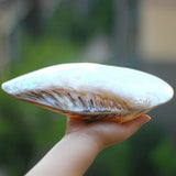Natural,Conch,Shell,Coral,Pearl,Mussel,Large,Decorations
