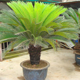 Egrow,Cycas,Seeds,Cycas,Plant,Bonsai,Potted,Flower,Flores,Garden,Household