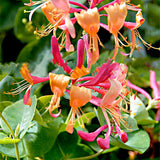 Egrow,Lonicera,Japonica,Flower,Seeds,Garden,Planting