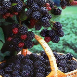 100Pcs,Black,Mulberry,Seeds,Morus,Nigra,Garden,Seeds,Garden,Bonsai