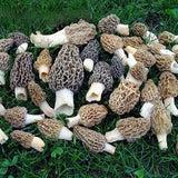 Egrow,Morel,Mushroom,Strains,Seeds,Garden,Planting,Edible,Eryngii,Vegetable,Seeds