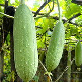 Egrow,Loofah,Seeds,Gourd,Vegetable,Luffa,Garden,Plant