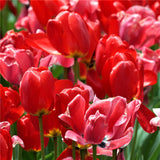 Egrow,Tulip,Flower,Seeds,Purple,White,Flowers,Perennial,Garden,Potted,Plants