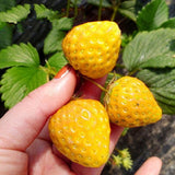 500Pcs,Yellow,Strawberry,Seeds,Garden,Seeds,Fruit,Seeds