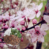 Egrow,Cherry,Seeds,Rosaceae,Cherry,Shrub,Prunus,Cerasifera,Bonsai,Ornamental,Plants