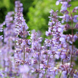 Egrow,Lavender,Seeds,Purple,Flowers,Indoor,Table,Decorations,Lavender,Plants