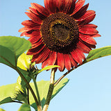 Egrow,Sunflower,Seeds,Garden,Decoration,Plants,Potted,Flower,Seeds
