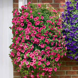 Egrow,Petunia,Seeds,Perennial,Bonsai,Indoor,Outdoor,Hanging,Decoration,Plants