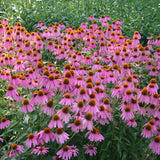 Egrow,Echinacea,Seeds,Purple,Coneflowe,Bonsai,Garden,Plant