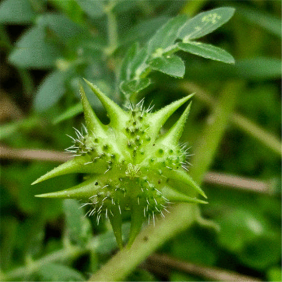 Egrow,Tribulus,Terrestris,Seeds,Tribulus,Terrestris,Semente,Plant,Herba,Tribuli