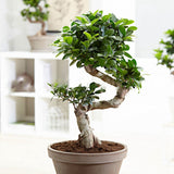 Egrow,Banyan,Seeds,Potted,Welcoming,Bonsai,Indoor,Planting