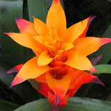 Egrow,Bromeliad,Cactus,Seeds,Bromeliad,Cactus,Colorful,Flower,Courtyard,Succulent,Flower,Garden,Supplies