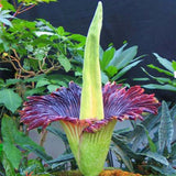 Egrow,Corpse,Flower,Seeds,Beautiful,Flower,Indonesia,World's,Largest,Flower