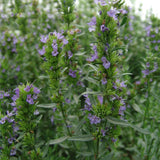 Egrow,Hyssop,Grass,Seeds,Hyssop,Grass,Flower,Flower,Hyssop,Garden,Decoration