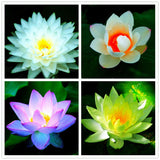 Egrow,Lotus,Flower,Seeds,Aquatic,Plants,Bonsai,Lotus,Seeds,Perennial,Plant,Garden