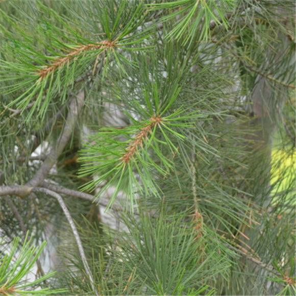 Egrow,Pinus,Bungeana,Seeds,Pinus,Bungeana,Semente,Plant,White