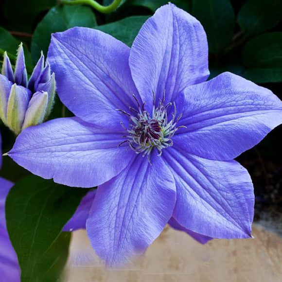 Egrow,Clematis,Seeds,Beautiful,Climbing,Plant,Flower,Seeds,Bonsai,Perennial,Flowers