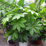 Egrow,Fatsia,Japonica,Seeds,Fatsia,Japonica,Semente,Plant,Shrub