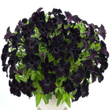 Egrow,100Pcs,Black,Petunia,Seeds,Bonsai,Flower,Seeds,Annual,Bonsai,Petunia