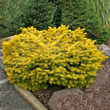 Egrow,Cedar,Seeds,Spruce,Seedling,Bonsai,Plant,JAPANESE,Cedar,Garden,Bonsai
