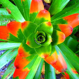 Egrow,Bromeliad,Cactus,Seeds,Bromeliad,Cactus,Colorful,Flower,Courtyard,Succulent,Flower,Garden,Supplies