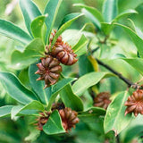 Egrow,Anise,Seeds,Illicium,Verum,Cooking,Seasoner,Plants,garden,Planting