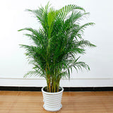 Egrow,Potted,Bamboo,Seeds,Decoration,Areca,Bonsai,Butterfly,Plants,Bonsai