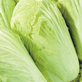 100Pcs,Chinese,Delicious,Cabbage,Seeds,Nutritious,Green,Vegetable,Seeds,Brassica,Plants,Garden