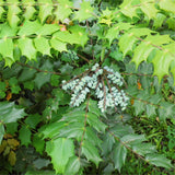 Egrow,Mahonia,Seeds,Mahonia,Bealei,Plant,Mahonia,Fortunei