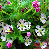 Egrow,Phlox,Seeds,Night,Blooming,Phlox,Bonsai,Plants,Gardening,Flower,Balcony,Flower,Seeds