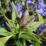 Egrow,Gentiana,Scabra,Seeds,Gentiana,Scabra,Plant,Elephantopus,Scaber,Flower,Seeds