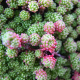 Egrow,Sedum,Succulent,Seeds,Potted,Plant,Flowers,Radiation,Fleshy,Bonsai