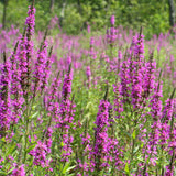 Egrow,Loosestrife,Seeds,Lythrum,Salicaria,Vegetable,Bonsai,Garden,Plant