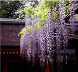 10Pcs,Purple,Wisteria,Flower,Seeds,Wisteria,Sinensis,Garden,Plant