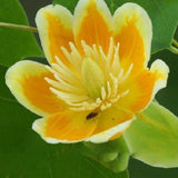 Egrow,Magnoliaceae,Flower,Seeds,Ornamental,Plant,Liriodendron,Chinense,Bonsai,Seeds