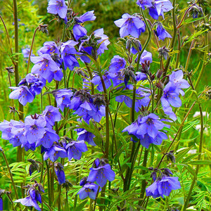 Egrow,Violet,Seeds,Perennial,Polemonium,Flower,Bonsai,Garden,plant