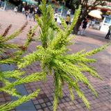 Egrow,Cryptomeria,Fortunei,Seeds,Cryptomeria,Fortunei,Plant,Cryptomeria,Fortunei,Arborvitae