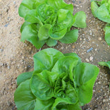 Egrow,Italian,Lettuce,Seeds,Green,Healthy,Vegetable,Seeds,Seasons,Super