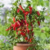 Egrow,Pepper,Seeds,Chilli,Pepper,Capsicum,Vegetable,Bonsai,Plants,Garden,Plantas