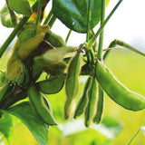 Egrow,Soybean,Seeds,Green,Glycine,Edamame,Vegetable,Annual,Organic,Green,Glycine,Vegetable