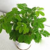 Egrow,Mimosa,Seeds,Garden,Courtyard,Bashful,Grass,Sensitive,Potted,Plants