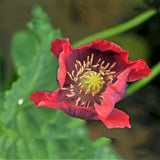 Egrow,Poppy,Seeds,Somniferum,Flower,Bonsai,Garden,plant