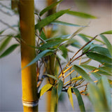 Egrow,Golden,Bamboo,Seeds,Semente,Golden,Bamboo,Seeds,Garden,Plants