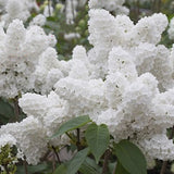 Egrow,White,Japanese,Lilac,Seeds,White,Japanese,Lilac,Bonsai,Extremely,Fragrant,Clove,Flower,Bonsai,Garden