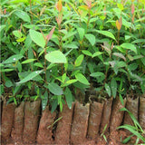Egrow,Eucalyptus,Seeds,Bonsai,Aromatherapy,Tropical,Garden,plant