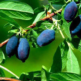 Egrow,Lonicera,Caerulea,Fruit,Seeds,Garden,Plants,Honeyberry,Blueberry,Seeds