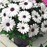 30Pcs,African,Daisy,Seeds,Osteospermum,Seeds,Color,Flower